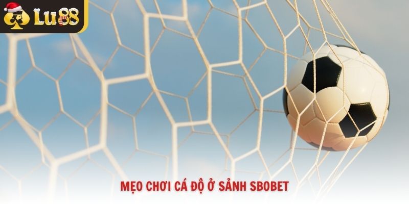 Mẹo chơi cá độ ở sảnh sbobet